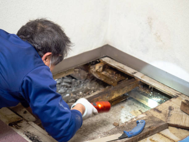 Best Mold Testing  in Temple, GA