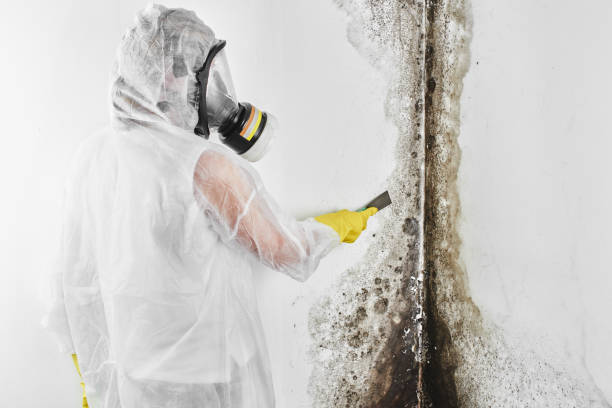 Best Mold Cleaning Services  in Temple, GA