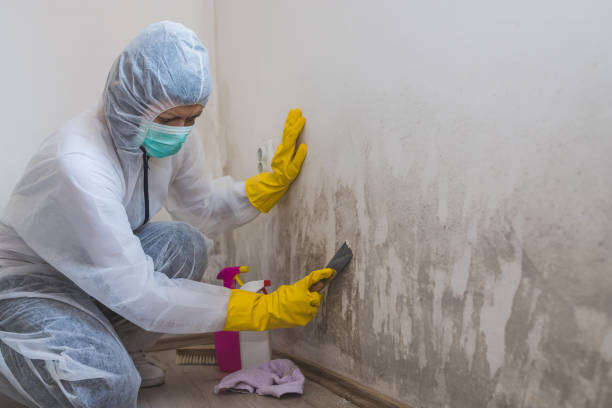 Best Local Mold Removal Service  in Temple, GA