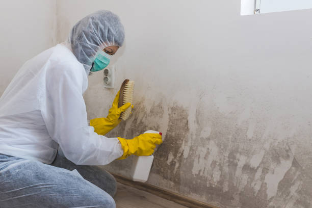 Best Mold Damage Repair  in Temple, GA