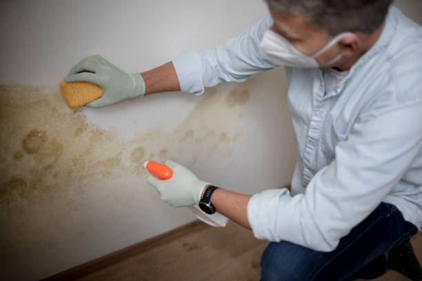 Best Attic Mold Removal  in Temple, GA