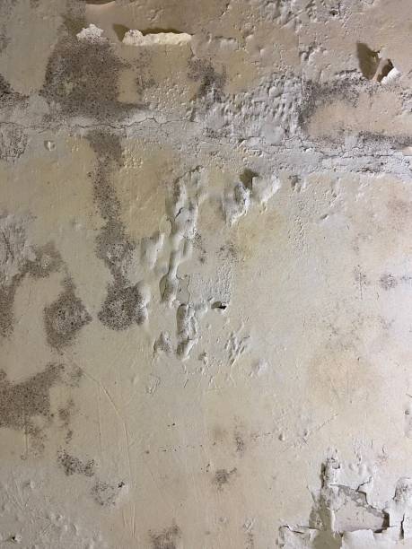 Best Mold Testing  in Temple, GA
