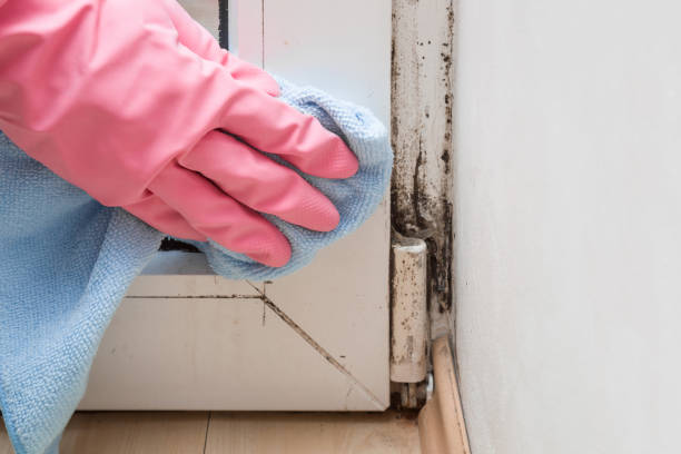 Best Office Mold Removal Services  in Temple, GA