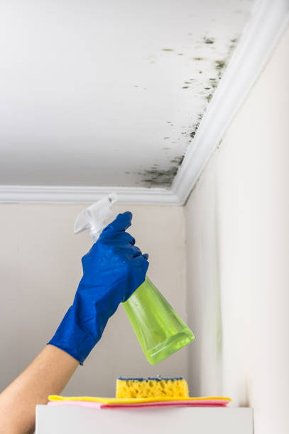 Best Black Mold Removal  in Temple, GA